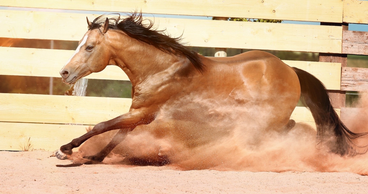 Quarter-Horse Hengst "EH One of Lena
