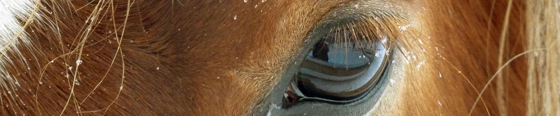 Bio-Vorzugs-Stutenmilch und Stutenmilch-Kosmetik vom Hof zwei Linden im Naturpark Südschwarzwald