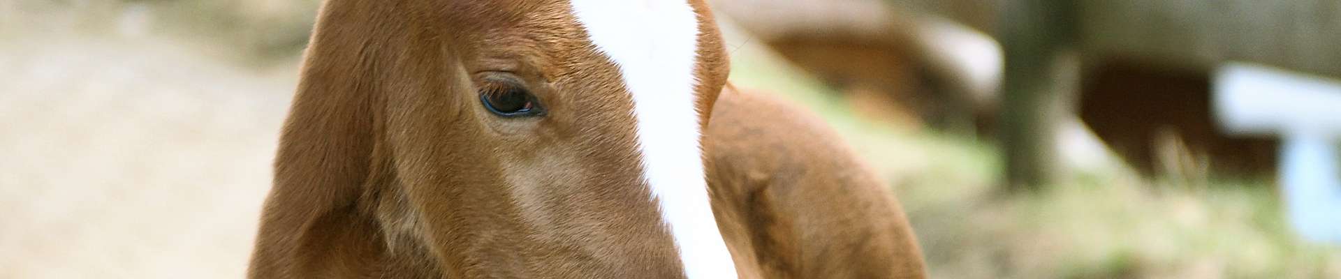 Bio-Vorzugs-Stutenmilch und Stutenmilch-Kosmetik vom Hof zwei Linden im Naturpark Südschwarzwald