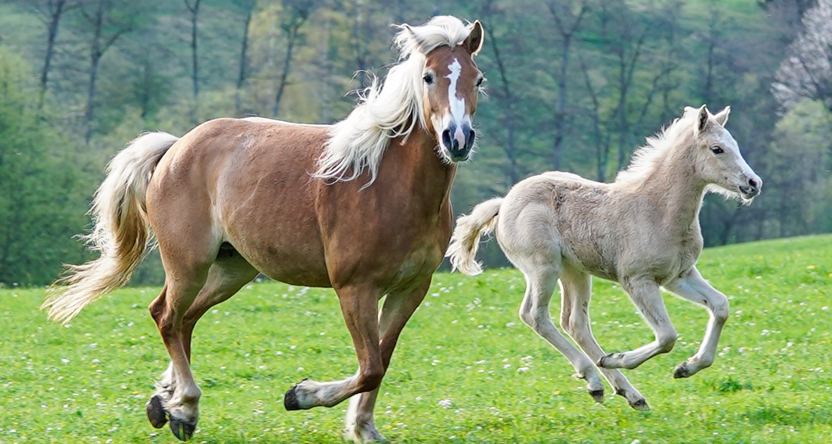 Lipari und Lina vom Gehrhof im Naturpark Schwäbisch-Fränkischer Wald
