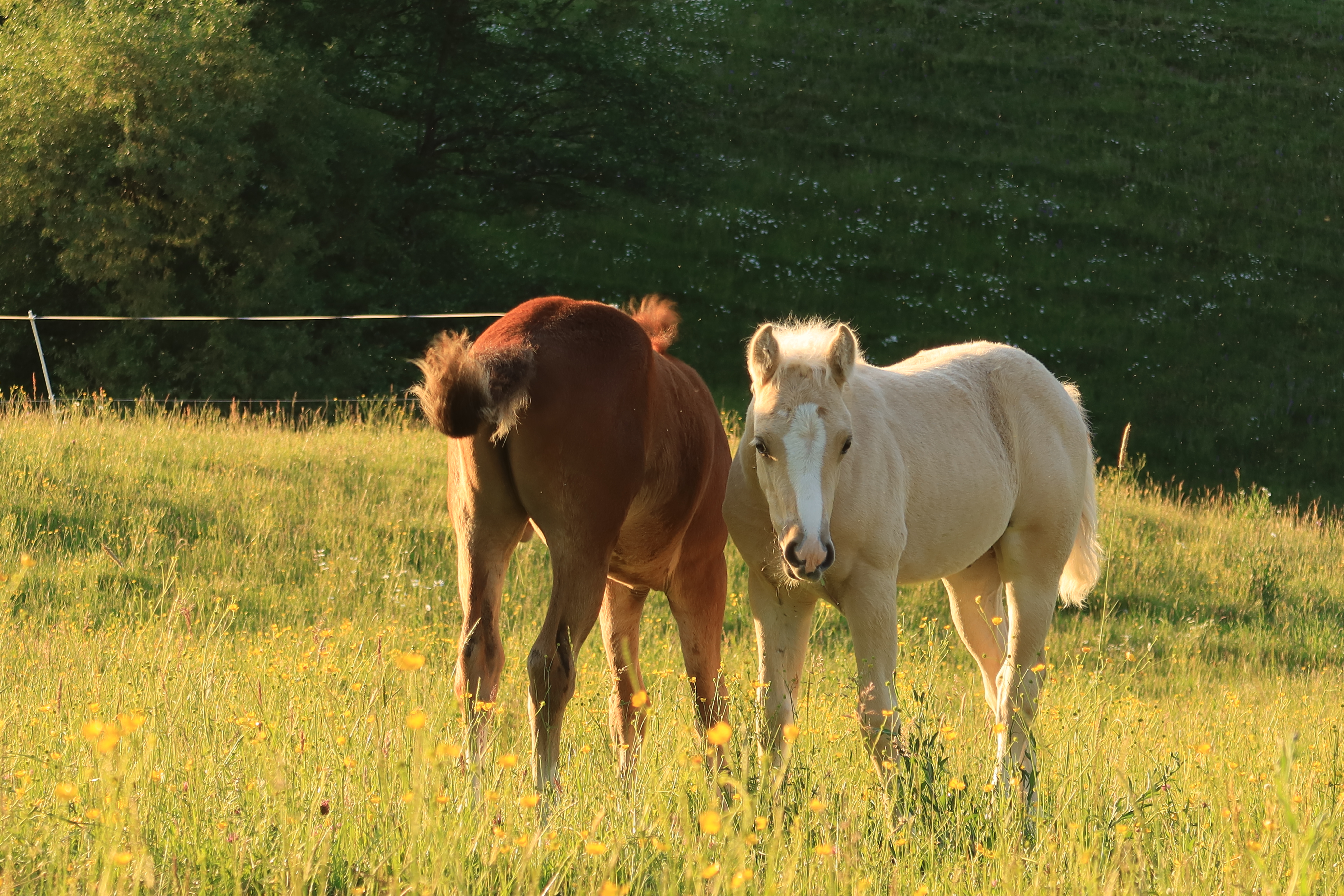 Pippa und Laslo 2020 vom Gehrhof im Naturpark Schwäbisch-Fränkischer Wald