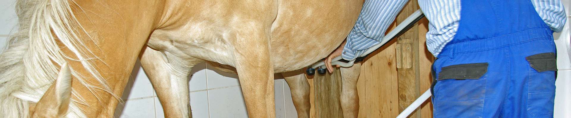 Bio-Vorzugs-Stutenmilch und Stutenmilch-Kosmetik vom Hof zwei Linden im Naturpark Südschwarzwald