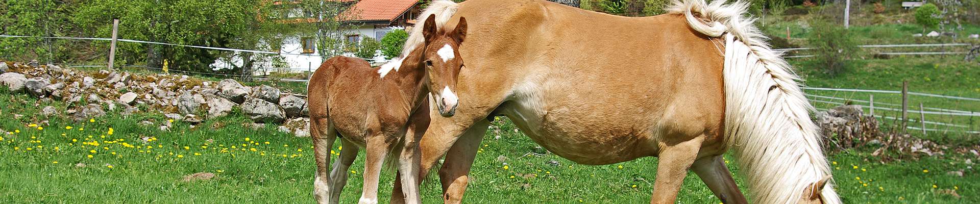 Bio-Vorzugs-Stutenmilch und Stutenmilch-Kosmetik vom Hof zwei Linden im Naturpark Südschwarzwald