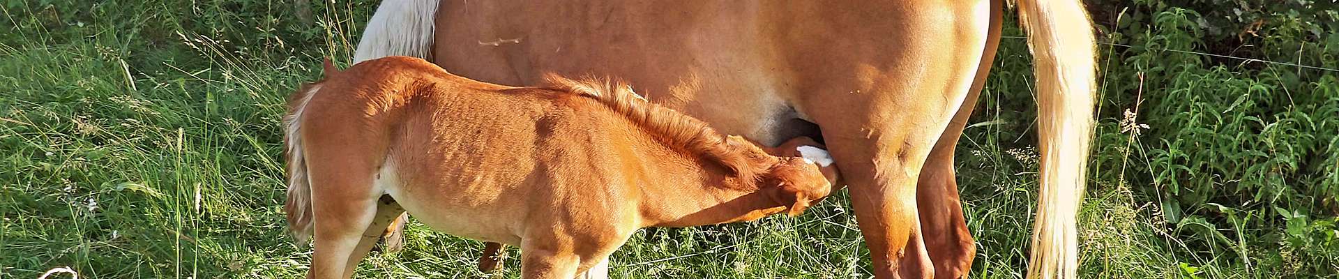 Bio-Vorzugs-Stutenmilch und Stutenmilch-Kosmetik vom Hof zwei Linden im Naturpark Südschwarzwald