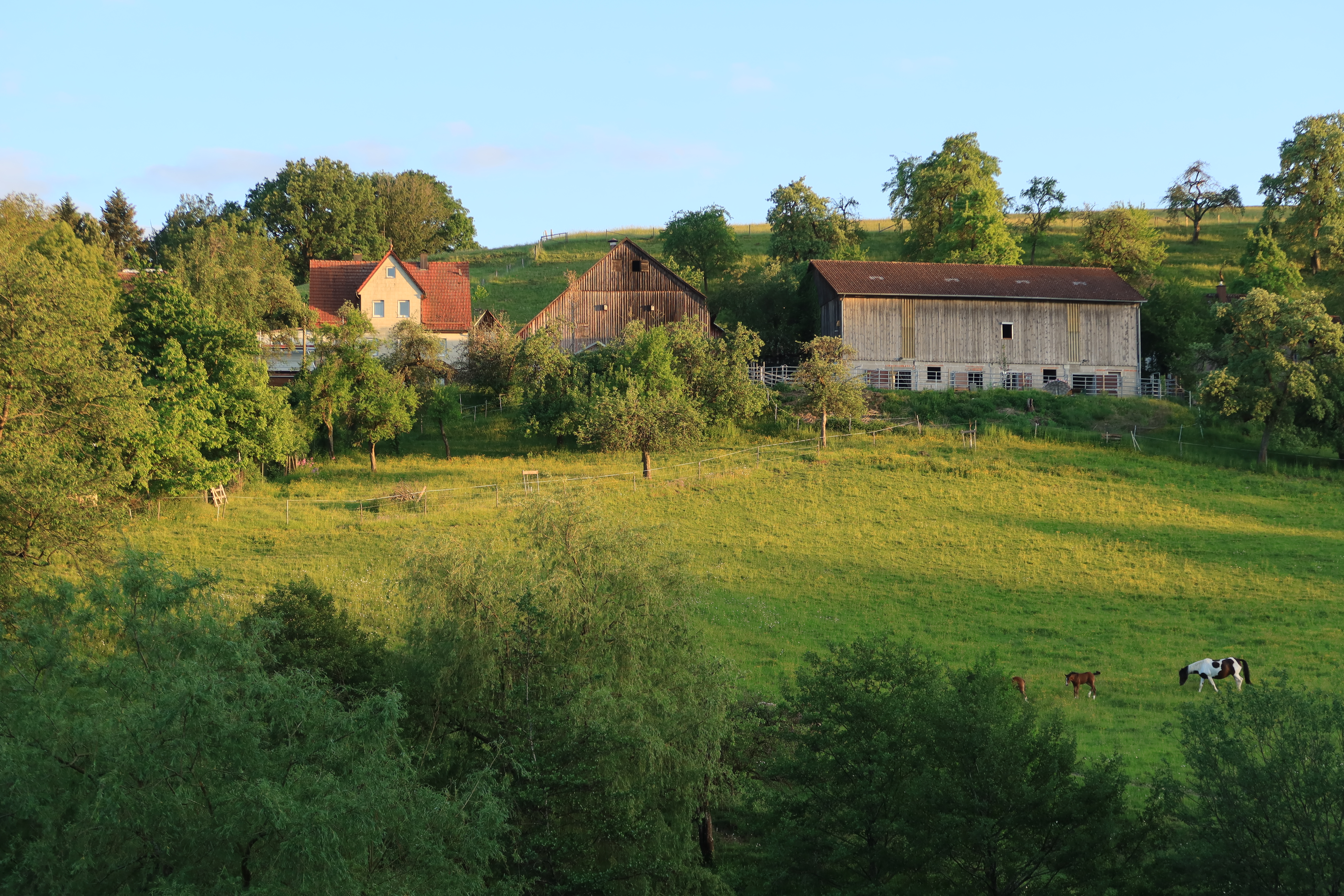 Gehrhofer Stutenvorzugsmilch - Bioland-Betrieb